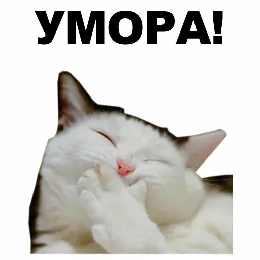 Стикеры с мемными котами в телеграмме. Котики стикеры телеграмм живые. стикер аааа кот телеграмм. нажми на носик телеграмм стикеры. мемные коты телеграмм.