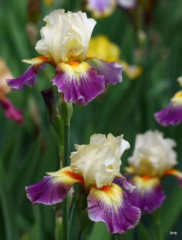 ирис gotta feeling. ирис poem of ecstasy. ирис innocent miss. ирис бородатый святой георгий. ормонде ирис.