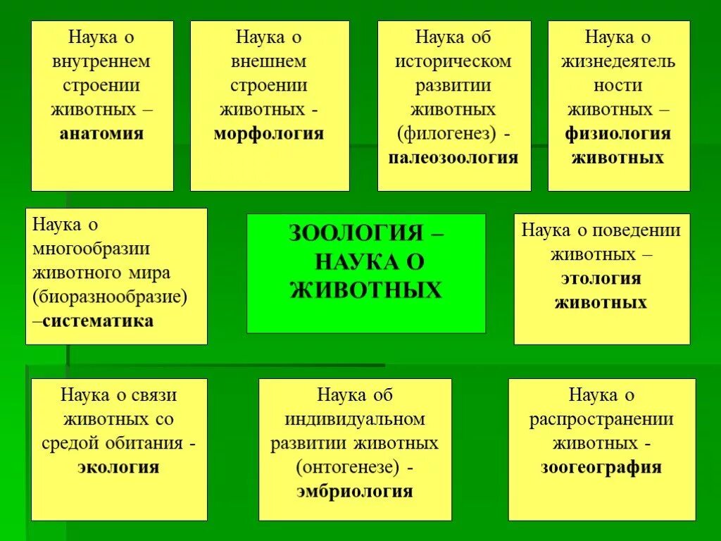 Области биологии 5. Науки о животных. Зоология наука о животных. Система наук о животных. Название наук о животных.