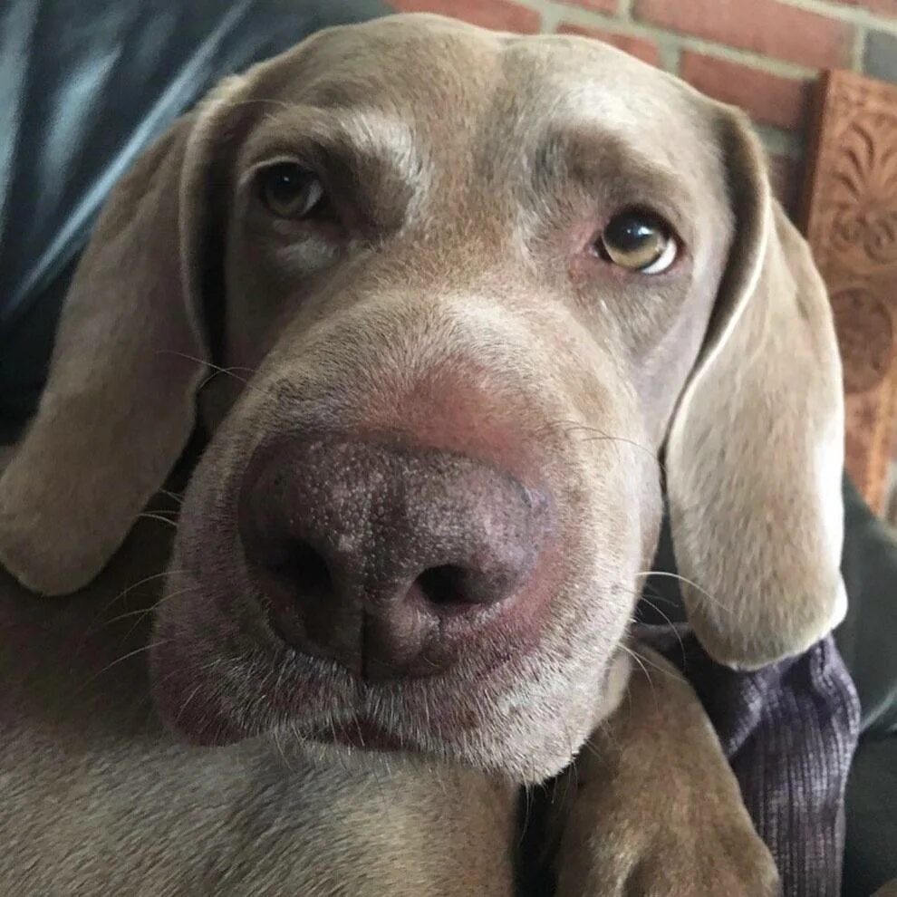 животные которых укусила оса. таксу ужалила пчела. собаку покусали пчелы. опухла морда. собаку покусали пчелы.