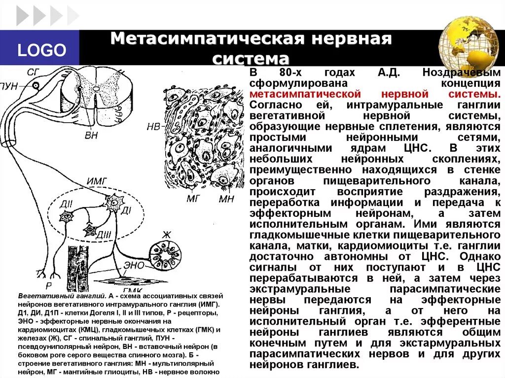 Метасимпатическая нервная система рефлекторная дуга. Метасимпатическая вегетативная система. Метасимпатический отдел вегетативной нервной системы медиаторы. Метасимпатическая нервная система клетки Догеля. Ядра центральной нервной системы