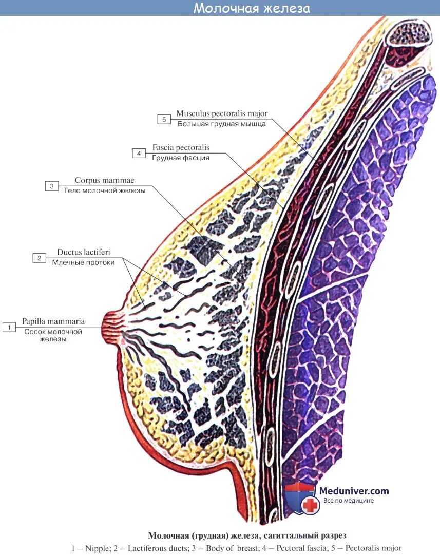 Как называют женскую железу. Молочная железа Сагиттальный разрез. Строение молочной железы анатомия. Молочная железа у женщин строение анатомия. Строение молочной железы Строма.