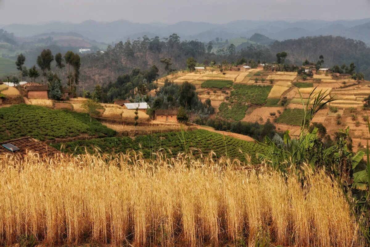Country 1000. Руанда природа. Руанда пейзажи. Отель тысяча холмов в Руанде. Руанда Страна.