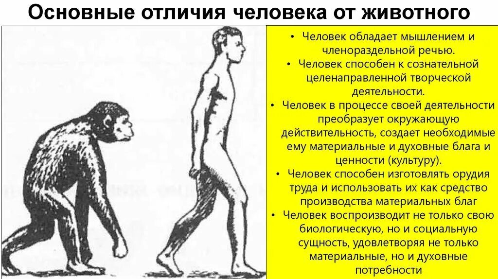 Отличия и различия человека и животных. Различие животных от человека. Отличие человека от животного. Различия человека и обезьяны. Человека от животного отличает особенность