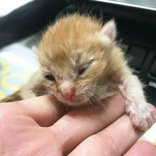 2 х недельный котенок