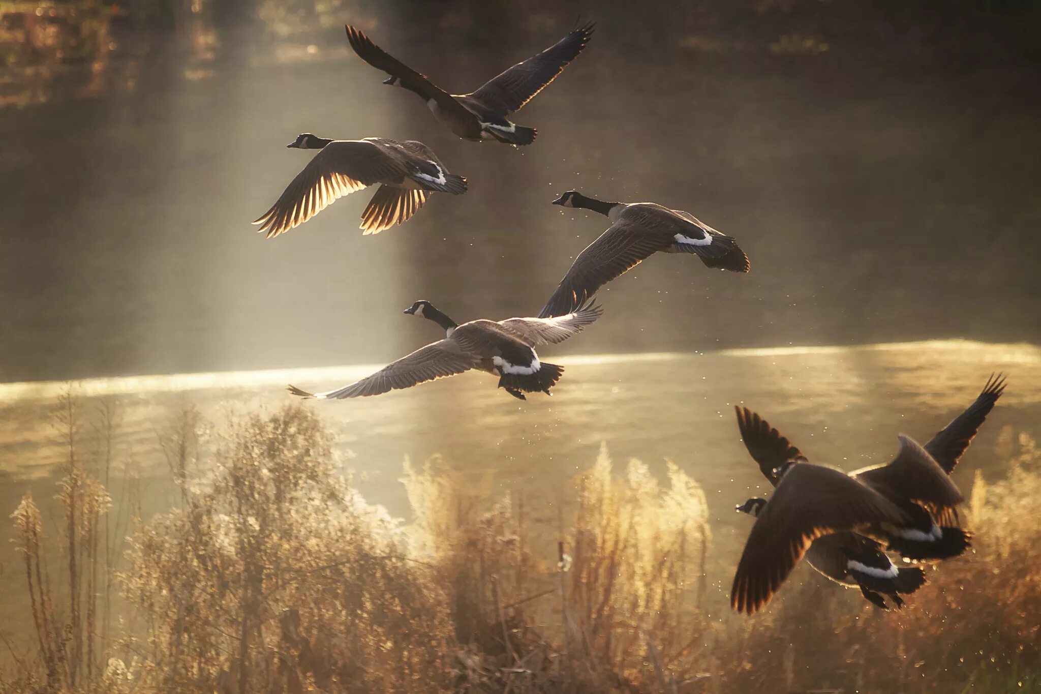 Летающий гони. Полет птицы 1988. Птицы улетают. Птицы в полете фото самые красивые. Птицы над озером.
