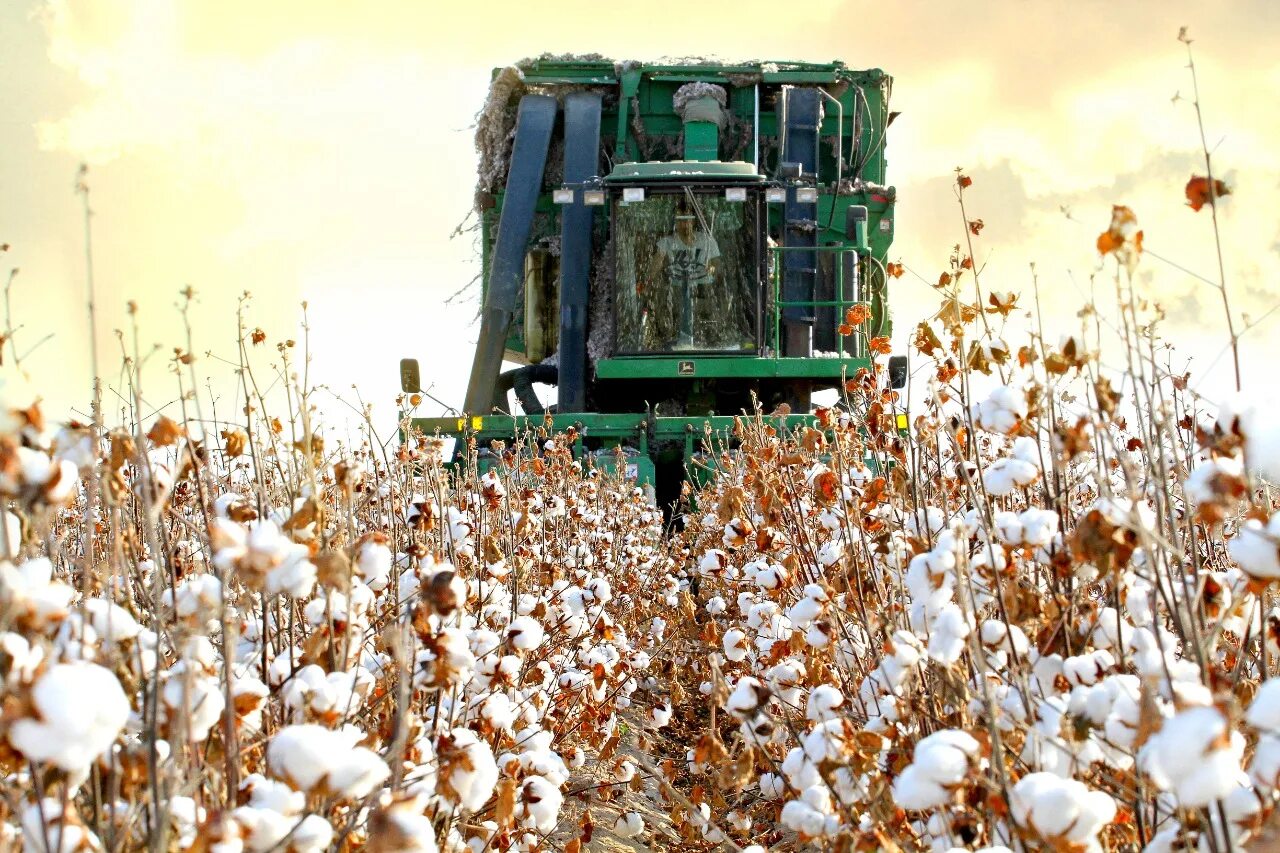 Урожай хлопка 2022. Урожайность хлопка на первом поле. Урожайность хлопка на первом поле на 12. 5 меньше урожайности хлопка на втором поле. Урожайность хлопка на первом поле на 12.