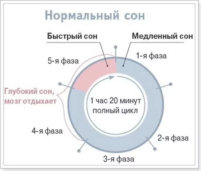 Фазы сна схема. Нормальный график фаз сна. Схема цикла сна. Длительность фаз сна. Прохождение 3 глубокий сон