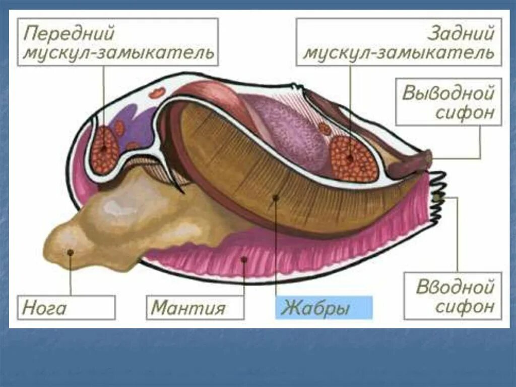 Органы строения моллюска. Дыхательная система беззубки. Двустворчатые моллюски строение Мидия. Внутреннее строение двустворчатых моллюсков. Строение строение двустворчатого моллюска.