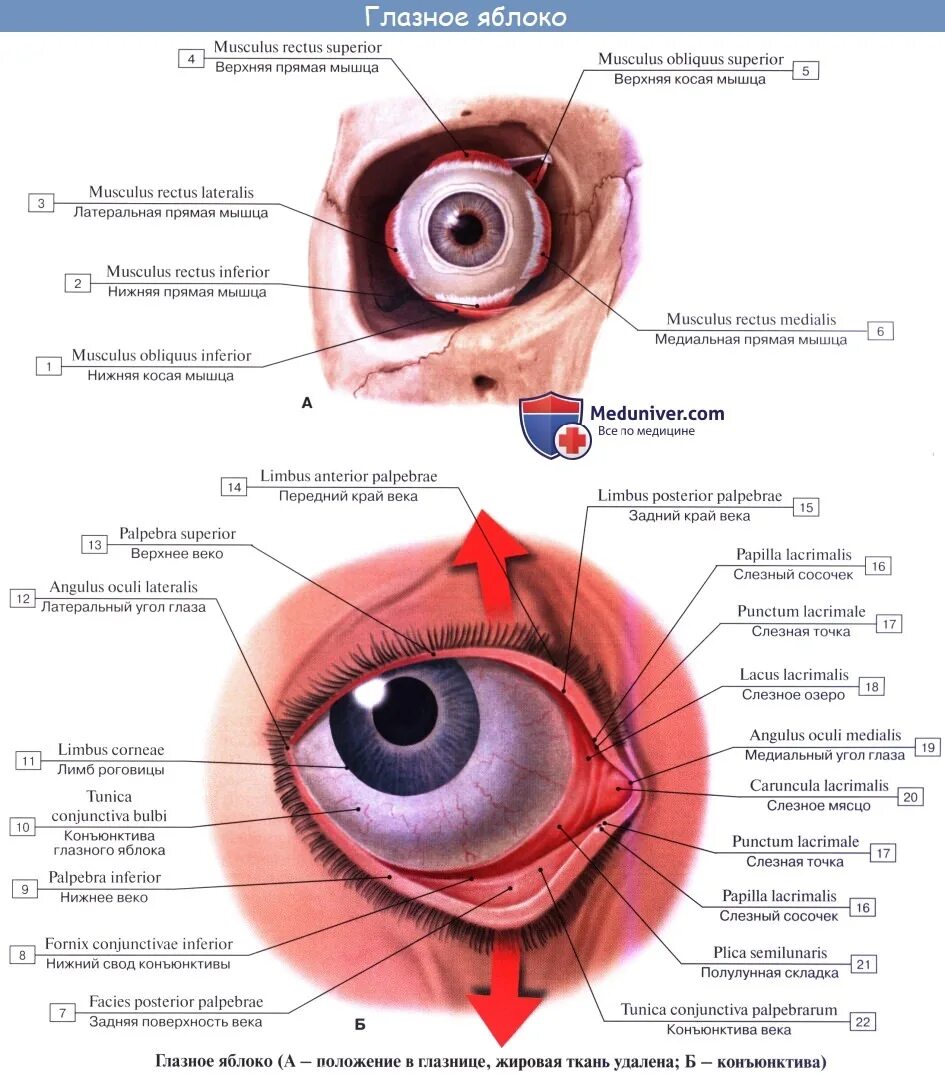 Сверху и снизу глаза. Строение глаза человека конъюнктивальный мешок. Строение глаза веки анатомия. Конъюнктива глазного яблока анатомия. Строение глазного яблока анатомия.