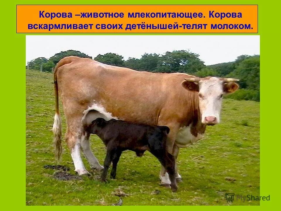 корова это млекопитающее. коричневая корова. корова это млекопитающее. вскармливание молоком млекопитающих. млекопитающие корова.