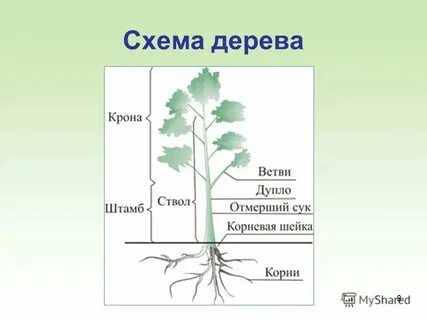 Схема состава дерева