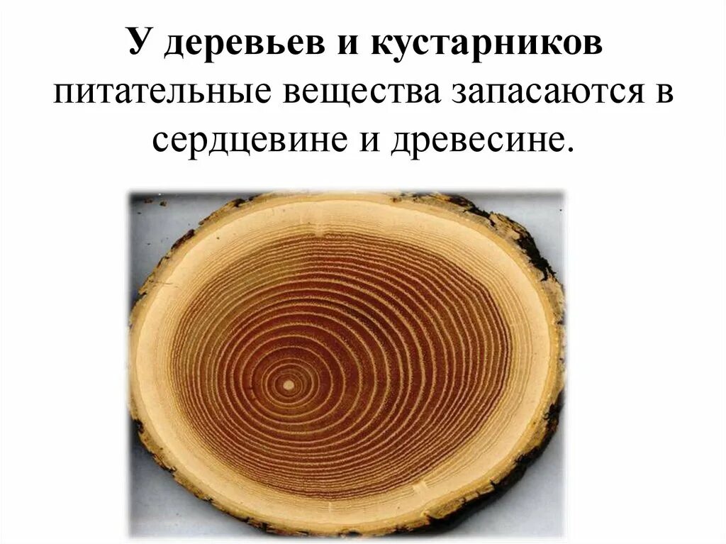 Какое значение отложение органических веществ в запас. Запас питательных веществ в дереве. Древесина растений. Органические элементы древесины. Древесина это вещество.