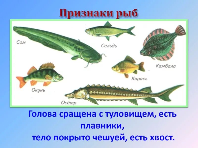 Признаки рыб. Основные признаки рыб. Признаки класса рыб. Характерные особенности рыб.