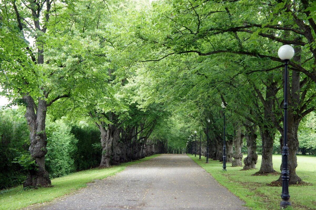 предложение со словом аллея 2 класс. липовая аллея архангельское. липовая аллея предложение. липовая аллея василеов. липовая аллея предложение.