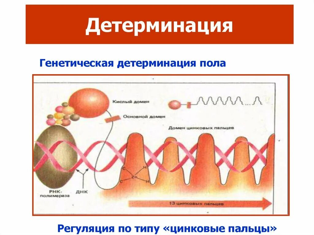 Детерминация. Процесс детерминации. Детерминация эмбриогенез. Детерминация клеток