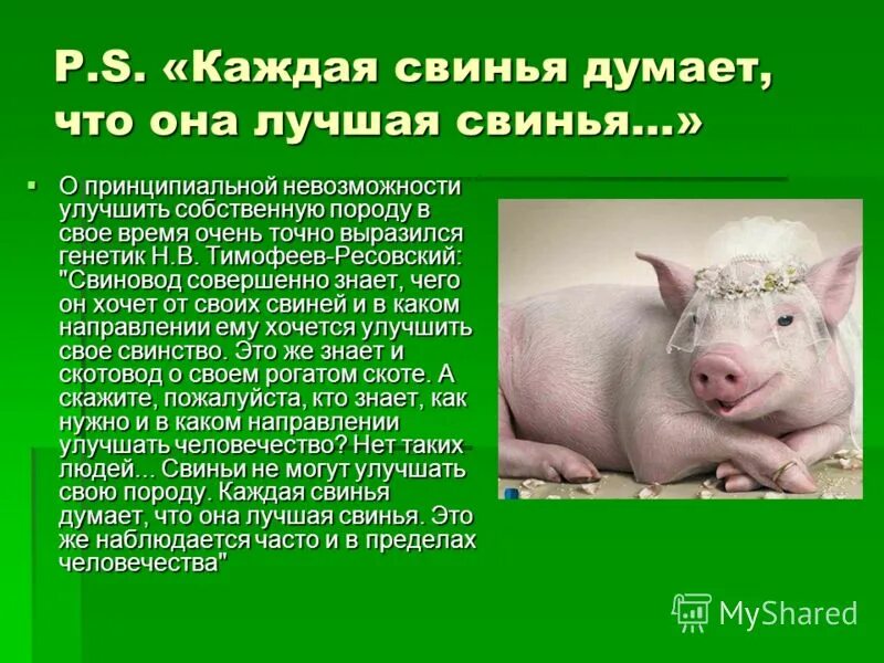 Что любят свинки. Свинья думает. Свинья с свинками. Цитаты про свиней. Афоризмы про свинью.