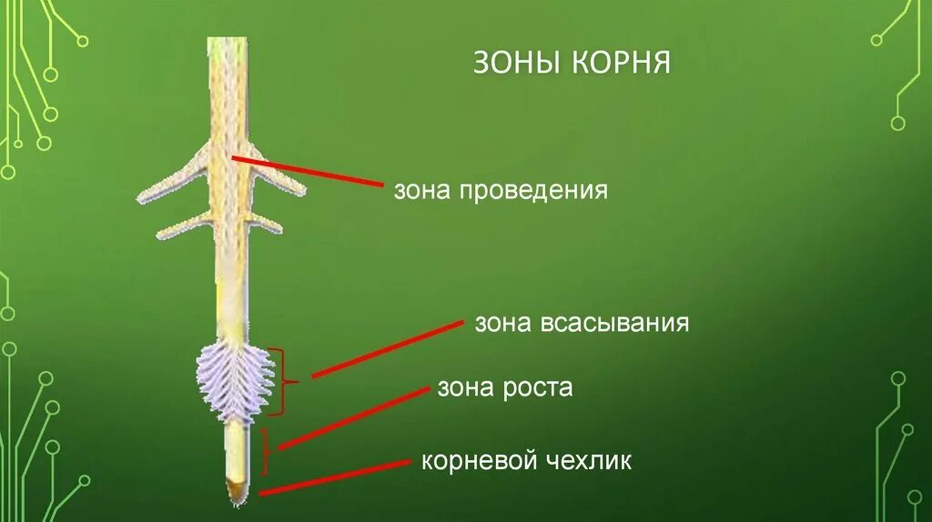 Установите последовательность роста корня. Корневой чехлик зоны. Зоны участки корня корневой чехлик. Зоны корня рисунок. Строение корня зоны.