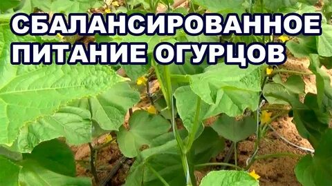 Минеральное питание огурца