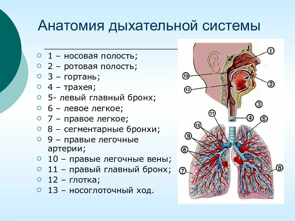 Трахея разделяется на бронхи на уровне