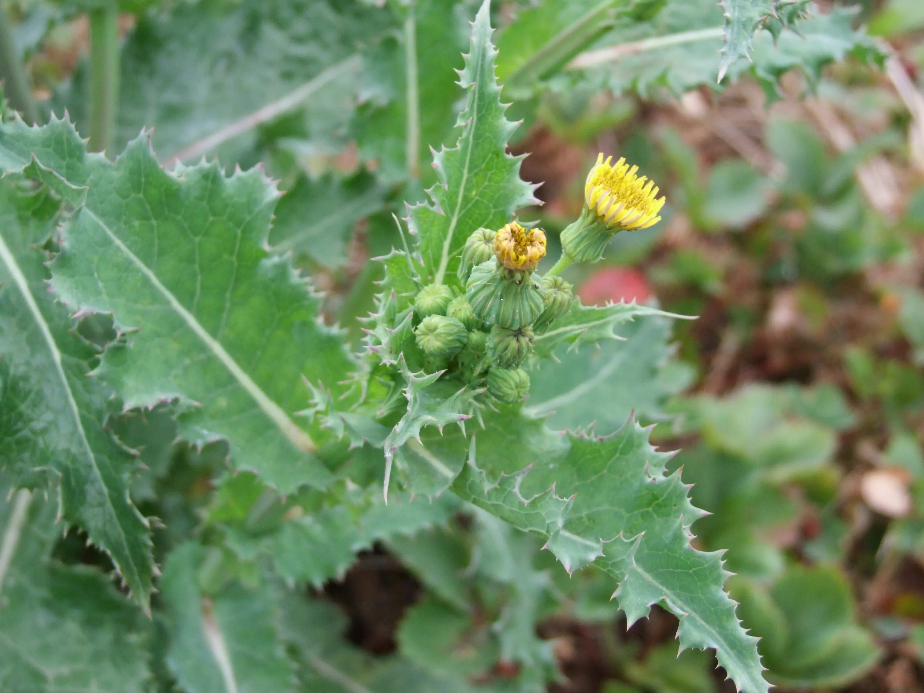 Молочай осот огородный. Осот огородный сорняк. Осот огородный (Sonchus oleraceus). Осот Бодяк огородный.