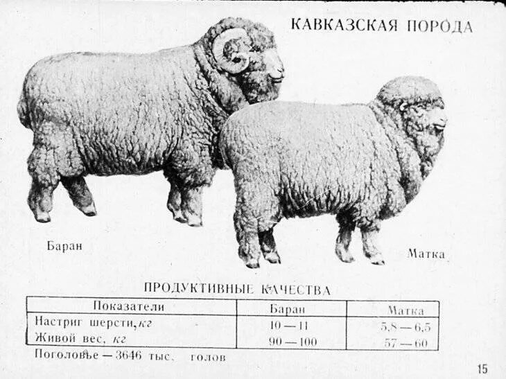Вес годовалого барана Романовской породы. Сколько весит баран Романовской породы 1 год. Баран кавказской породы вес. Средний вес овцы живой. Сколько вес барана