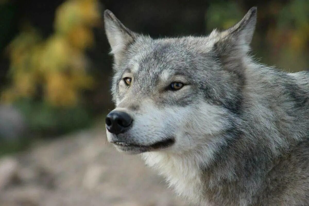 Картинка волк. Серый волк canis Lupus. Альфа волк. «Серый волк» (Сары Буре). Серый.