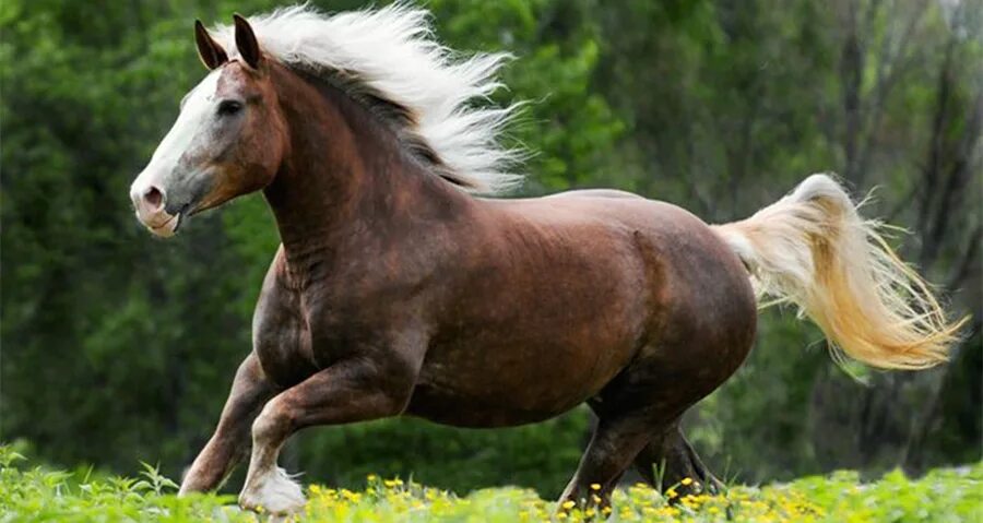 Horse 20. 20 лошадей. Horse match. Тяжеловоз шайр большой. Кличка для кобылки.