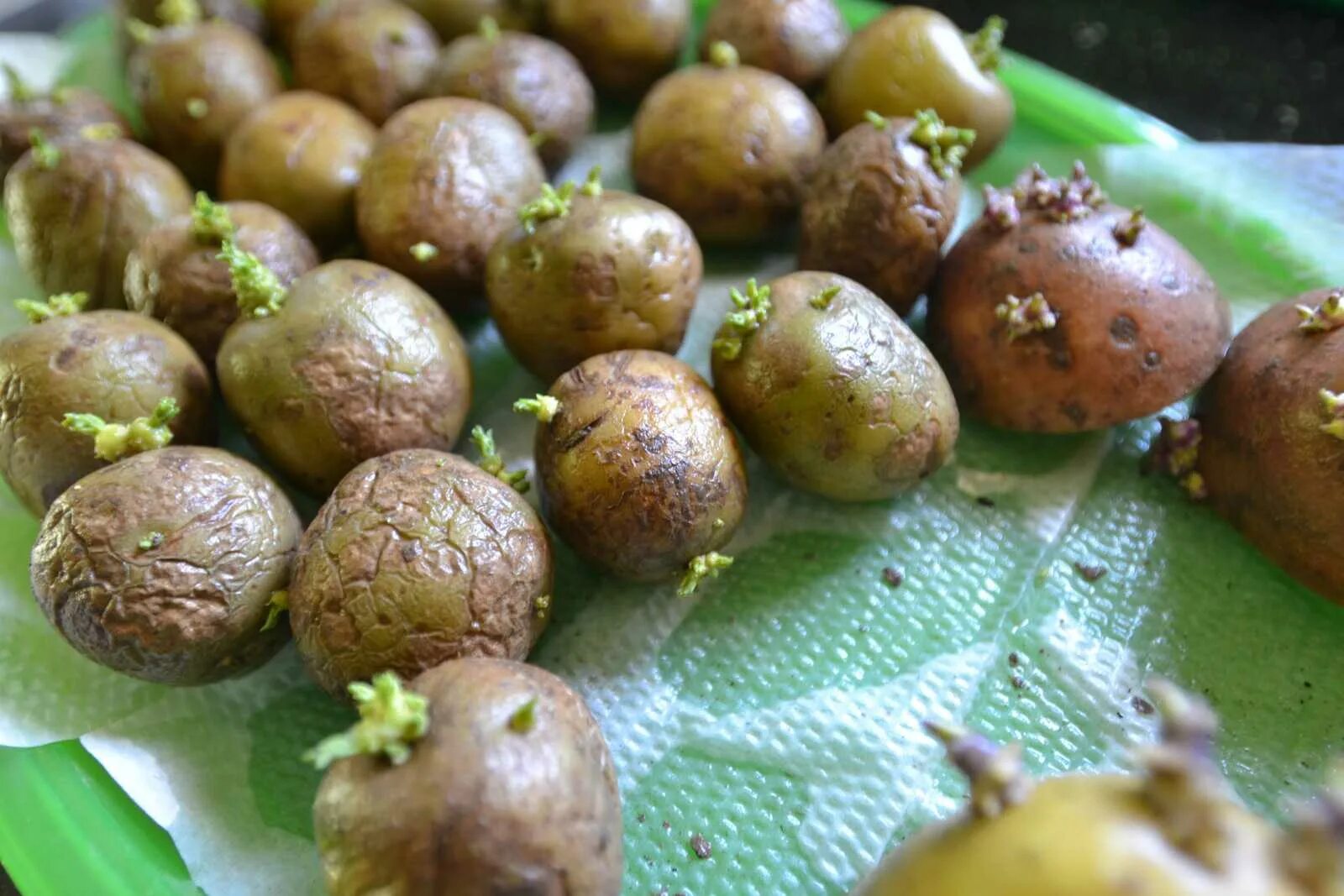 Картошка ростками вниз или вверх. Семена картофеля из бульбочек. Проращивание картофеля. Картошка с ростками. Проросший картофель.