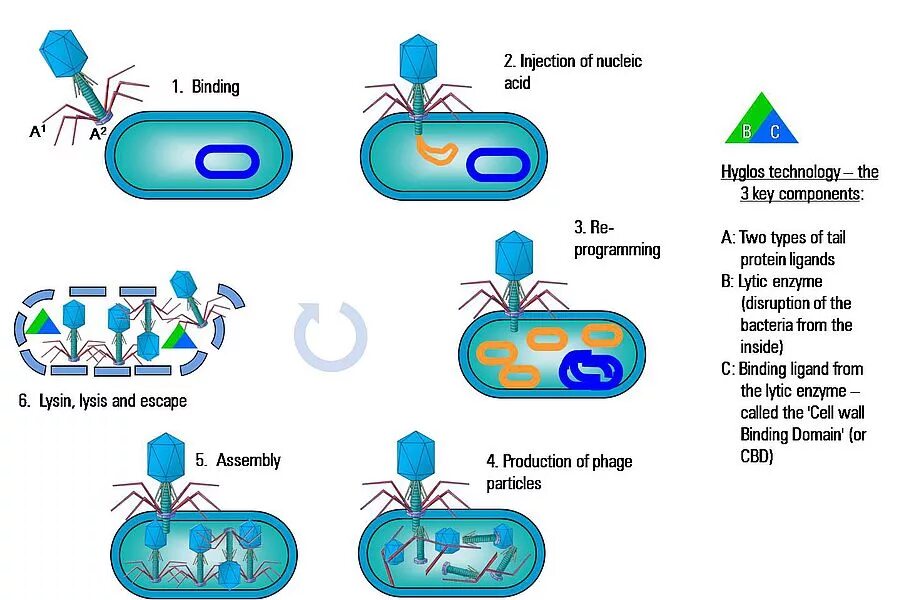 Жизненный цикл бактериофага схема. Размножение вирусов схема. Размножение вируса бактериофага. Цикл размножения бактериофага.