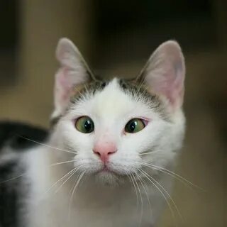 Косые кошки