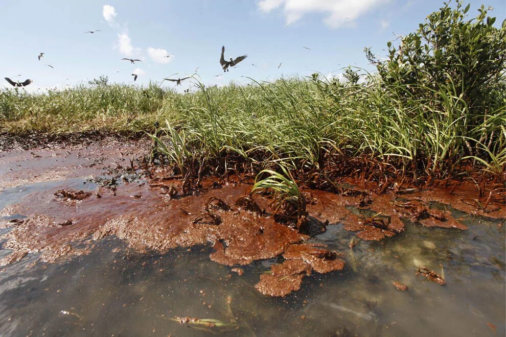 После разлива воды. Загрязнение нефтью мексиканского залива последствия. Разлив нефти в мексиканском заливе 2010 последствия для экологии. Заболоченные берега мексиканского залива. Загрязнение почвы.