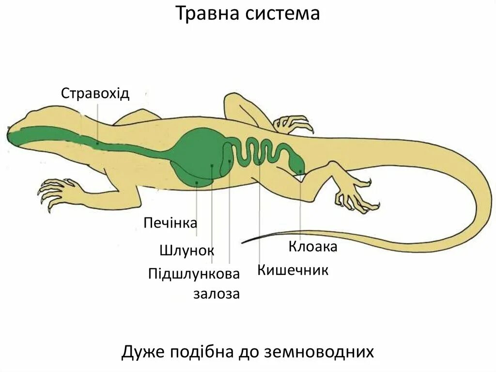 Выделение у пресмыкающихся. Пищеварительная система прыткой ящерицы. Выделительная система рептилий 7 класс. Пищеварительная система ящерицы схема. Система дыхания рептилий.