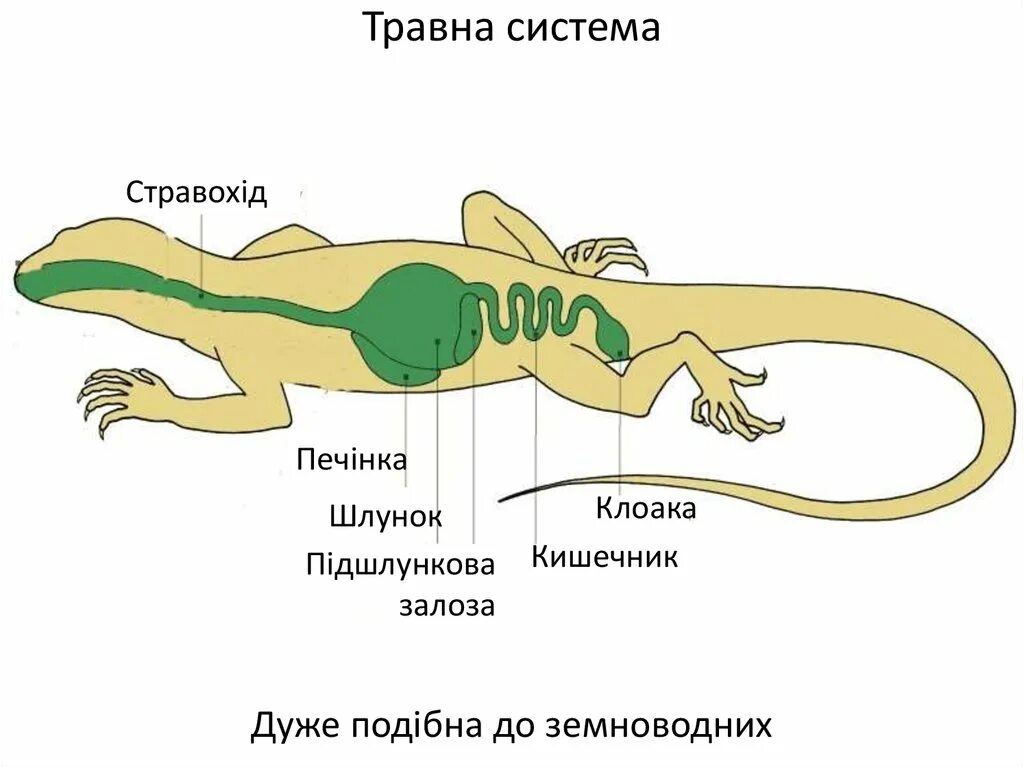 Строение пресмыкающихся или рептилий. Пищеварительная система прыткой ящерицы. Выделительная система рептилий 7 класс. Пищеварительная система ящерицы схема. Система дыхания рептилий.