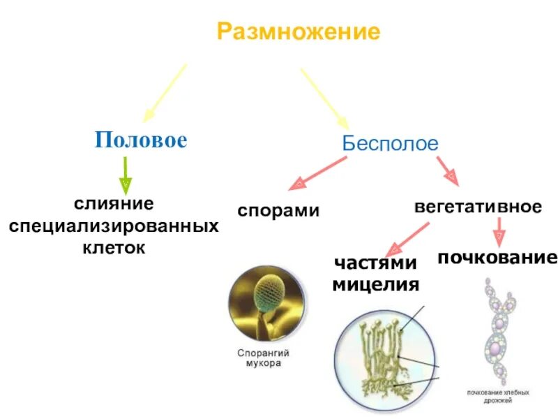 Размножение спорами относится к. Вегетативное размножение грибов схема. Размножение грибов схема 5 класс биология. Половое размножение грибов грибницы. Бесполое размножение грибов схема.