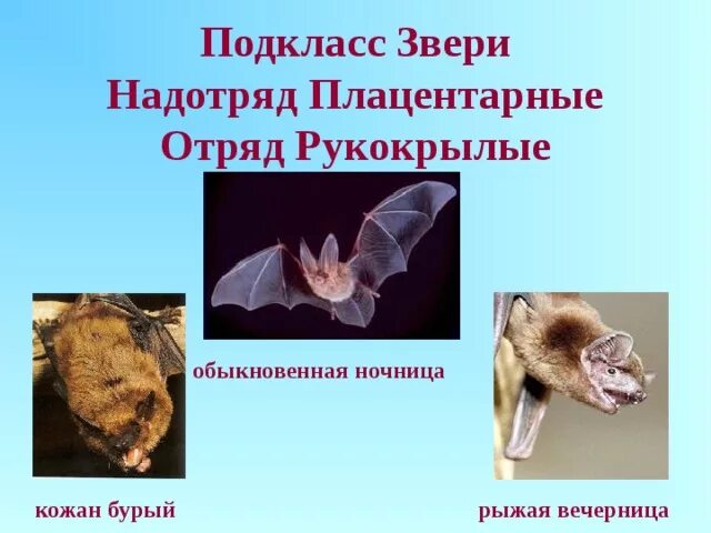 Рукокрылые млекопитающие представители. Рукокрылые плацентарные. обыкновенная ночница отряд. отряд рукокрылые 7 класс биология. семейство рукокрылых представители.