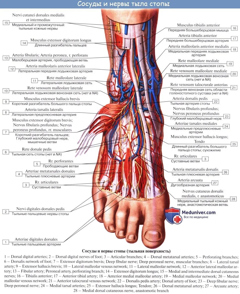 Стопа анатомия нервных окончаний. Глубокий малоберцовый нерв на стопе. Малоберцовый нерв анатомия. Голеностоп нерв малоберцовый. Основные артерии стопы
