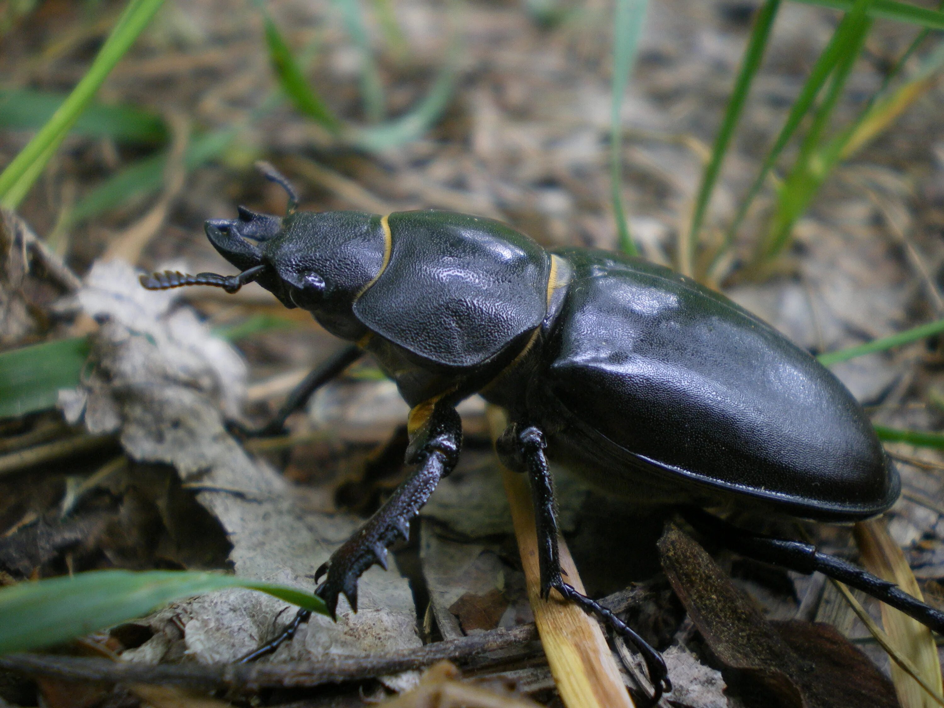 Жук-олень (Lucanus Cervus). Жук Рогач. Жук Рогач самка. Жук олень Имаго. Жуки купить живые