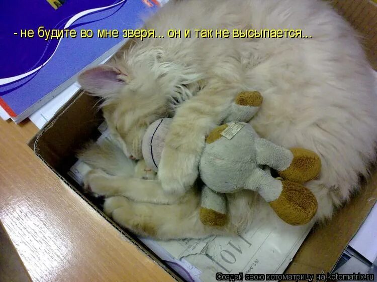 не будите спящего зверя. собака разбудила. не будите спящего зверя. приколы не будите спящую собаку. котята в ботинке.