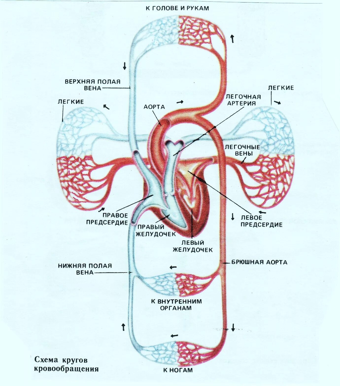 Скорость круга кровообращения. Малый круг кровообращения схема биология. Малый круг кровообращения схема 8 класс. Малый круг кровообращения 8 класс биология. Схема малый круг кровообращения человека 8 класс биология.