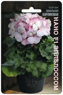 Пеларгония нано