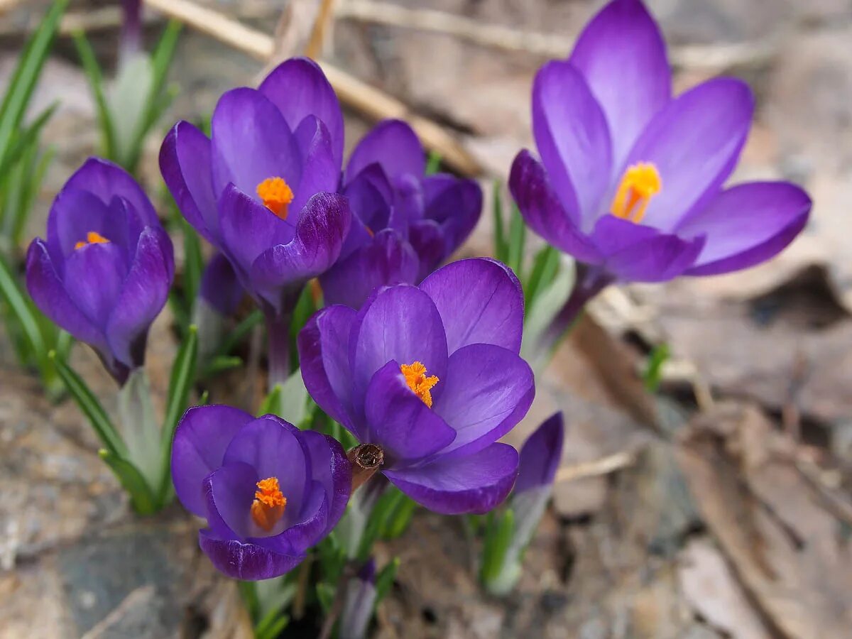 Крокус весенний Crocus vernus. Крокус Флауэр рекорд. Крокус Vanguard. Crocus vernus (l.) Hill Крокус весенний.