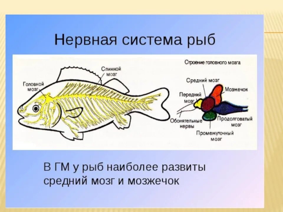 Нервная система рыб схема. Строение нервной системы рыб. Нервная система костных рыб схема. Периферическая нервная система рыб. Особенности строения мозга рыбы