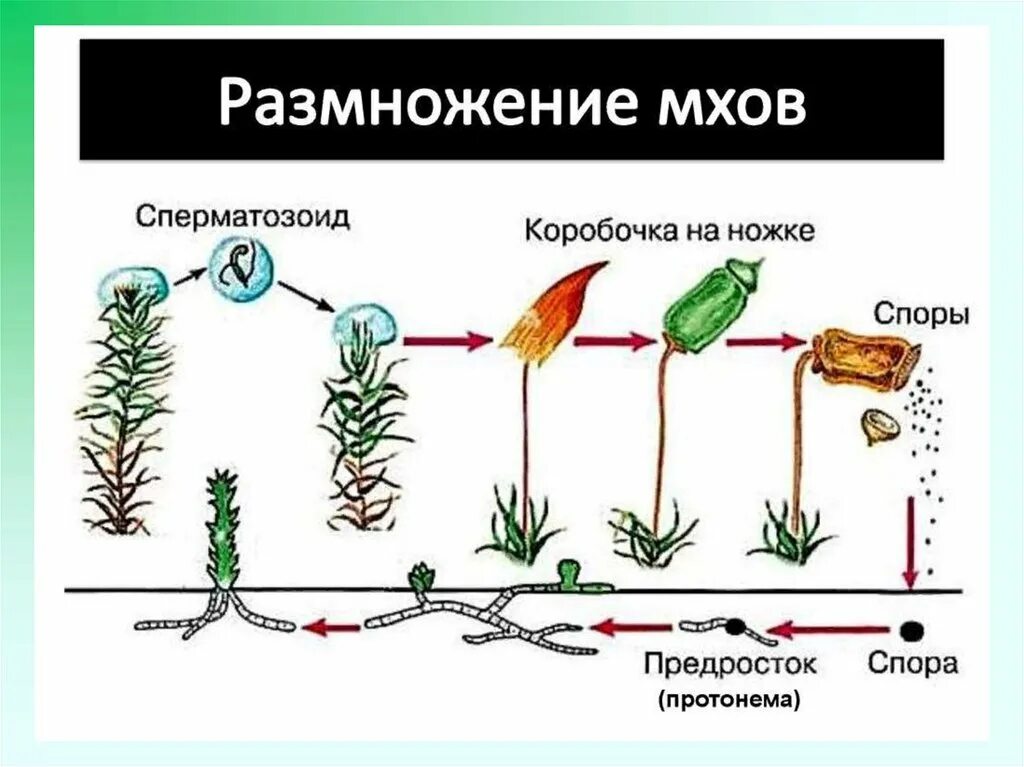 Размножение мохообразных. Размножение моховидных схема. Кукушкин лен жизненный цикл предросток. Цикл развития мха Кукушкин лен 6 класс. Жизненный цикл мха Кукушкин лен простая схема.