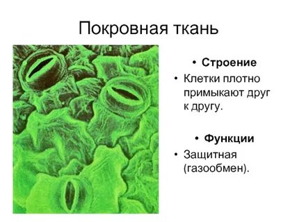 Ткань с устьицами