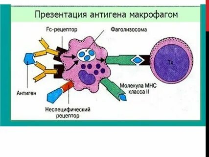Для макрофагов характерны