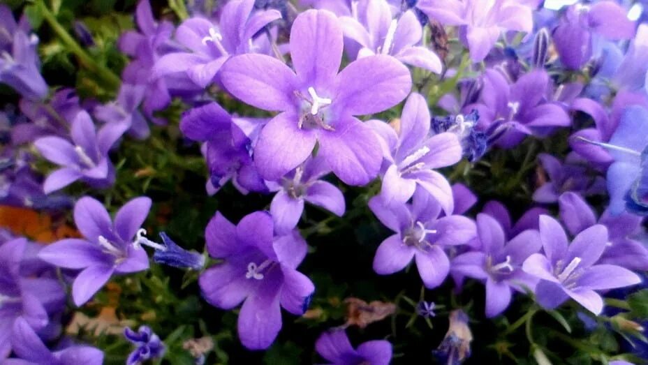 Колокольчик карпатский белогорье. Колокольчик портеншлага (campanula portenschlagiana blue). Кампанула домашняя. Колокольчик карпатский микс. Колокольчик карпатский вайс клипс.