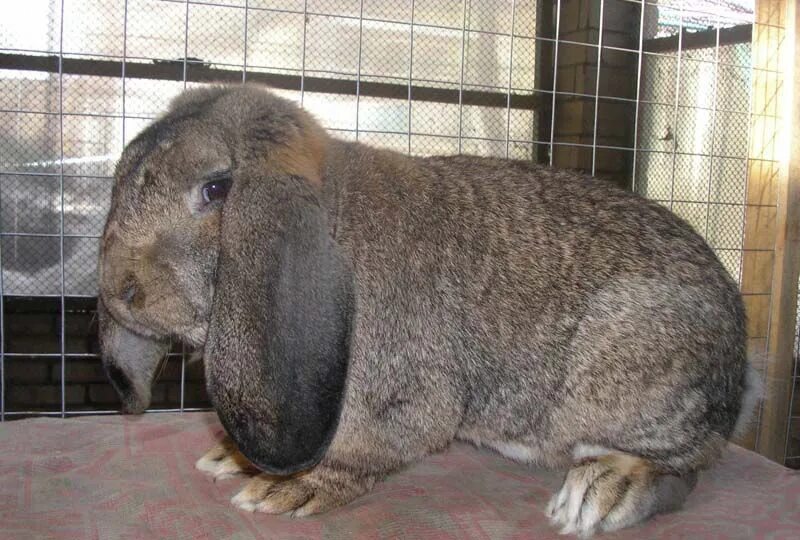 Француз баран. Кролик баран вислоухий великан. Кролики породы баран. Французский баран кролик. Кролики породы французский баран.