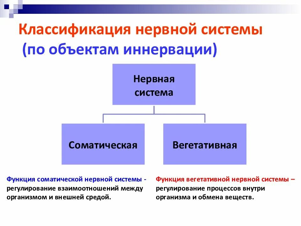 Строение нервной системы морфологическая классификация. Классификация неовоной си. Классификация нервной системы схема. Классификация структур нервной системы.