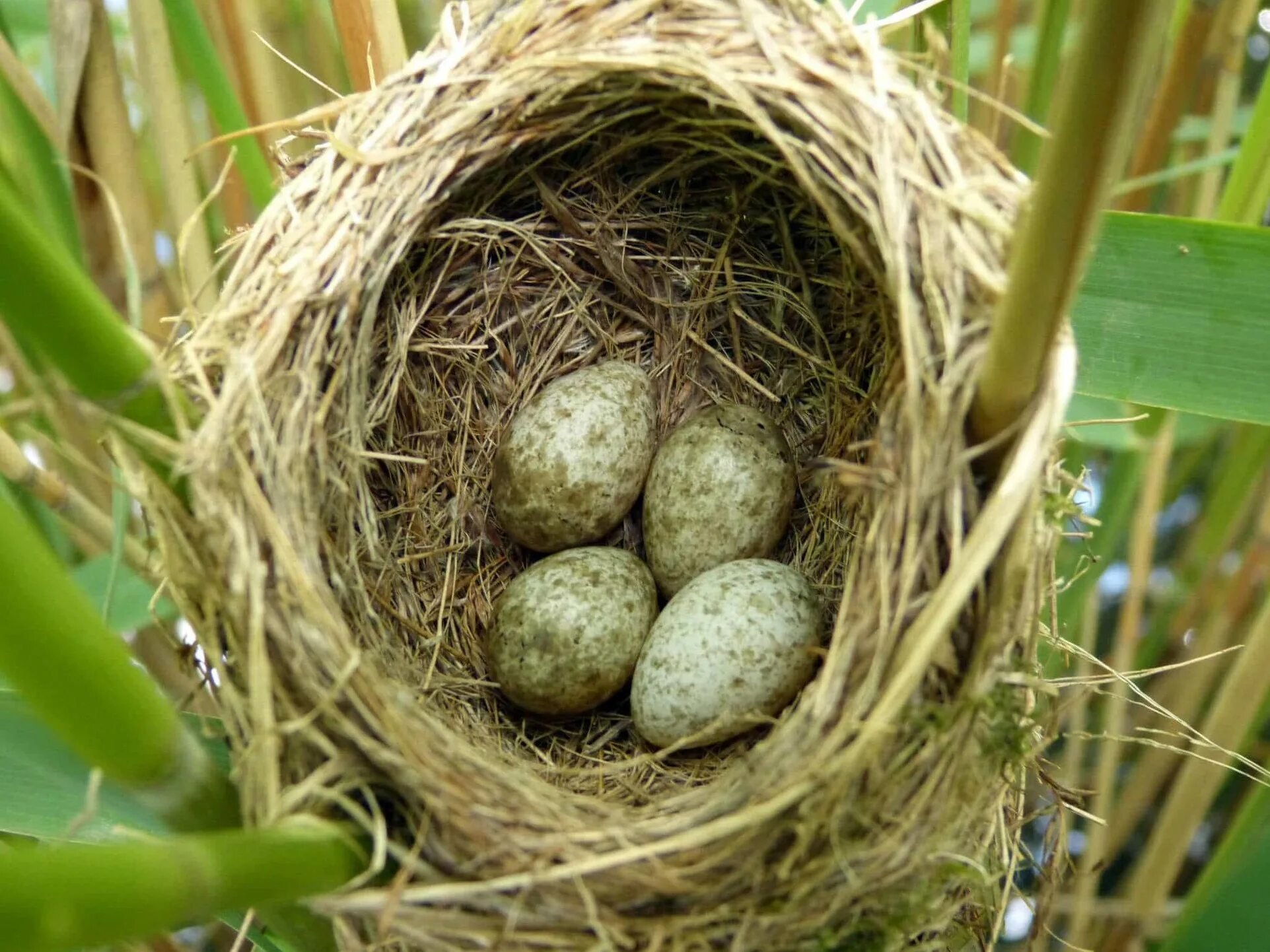 Гнездо для птиц для детей. Гнездо камышовки. Камышовка яйца гнездо. Садовая камышевка гнездо. Камышевка птица гнездо.